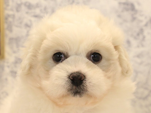 静岡県のハーフ犬・ミックス犬 (ペッツワン伊東店/2024年3月10日生まれ/女の子/クリームホワイト)の子犬